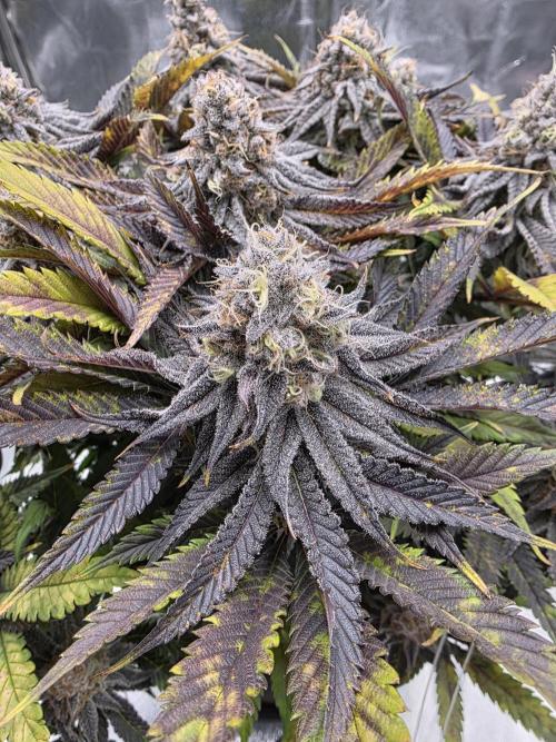 Moon Farms #3. Week 15