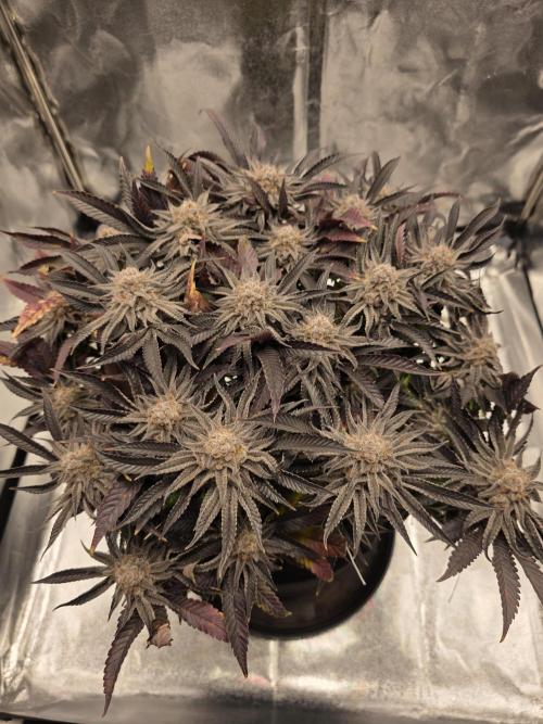 Moon Farms #3. Week 15