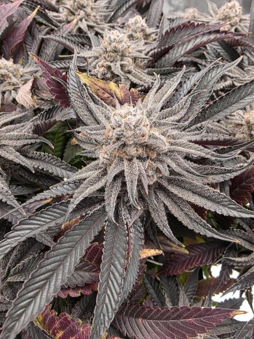 Moon Farms #3. Week 15