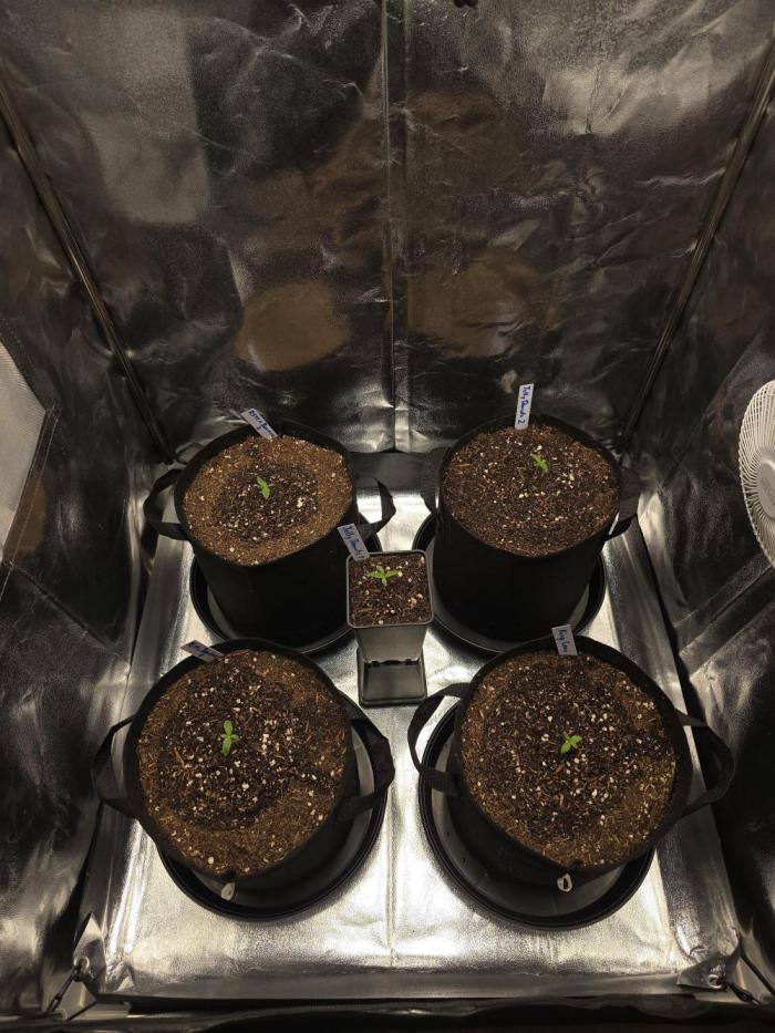 Moon Farms #4. Week 0 - The one in the middle is not in this diarie because she ist for outdoor season