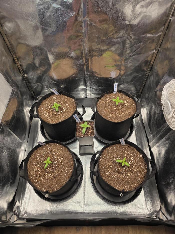 Moon Farms #4. Week 1