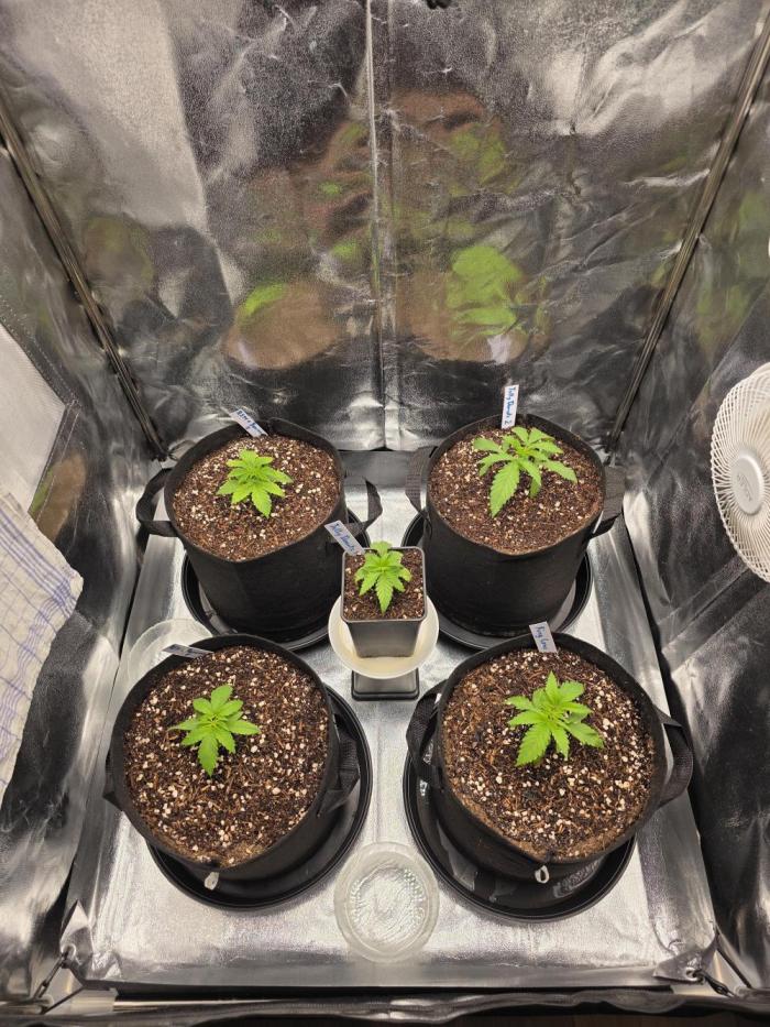 Moon Farms #4. Week 2