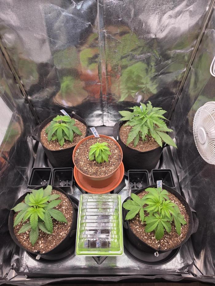 Moon Farms #4. Week 3 - The one in the middle as well as the ones in the humidity Domes.