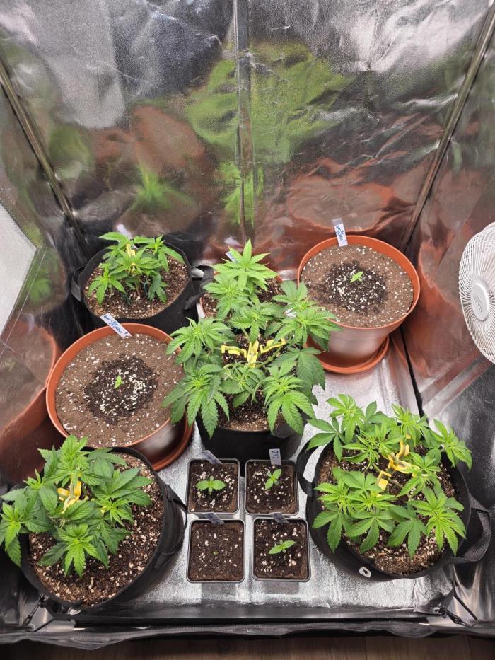 Moon Farms #4. Week 4 - The four girls in fabricpots are for this diary. All of the other plants are for the outdoor season.