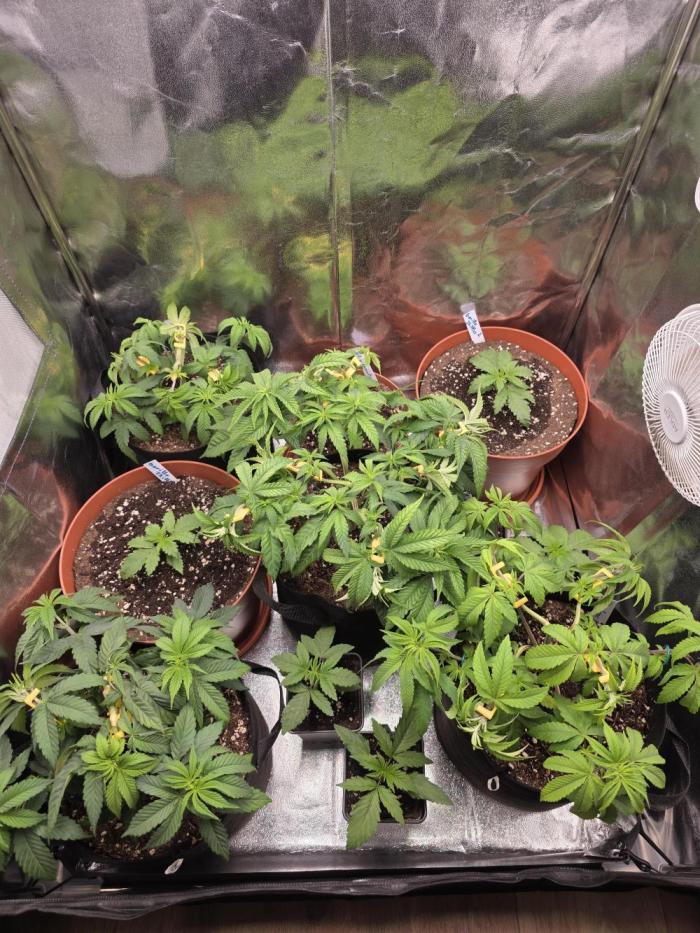 Moon Farms #4. Week 5 - The four girls in fabricpots are the ones for this diary.