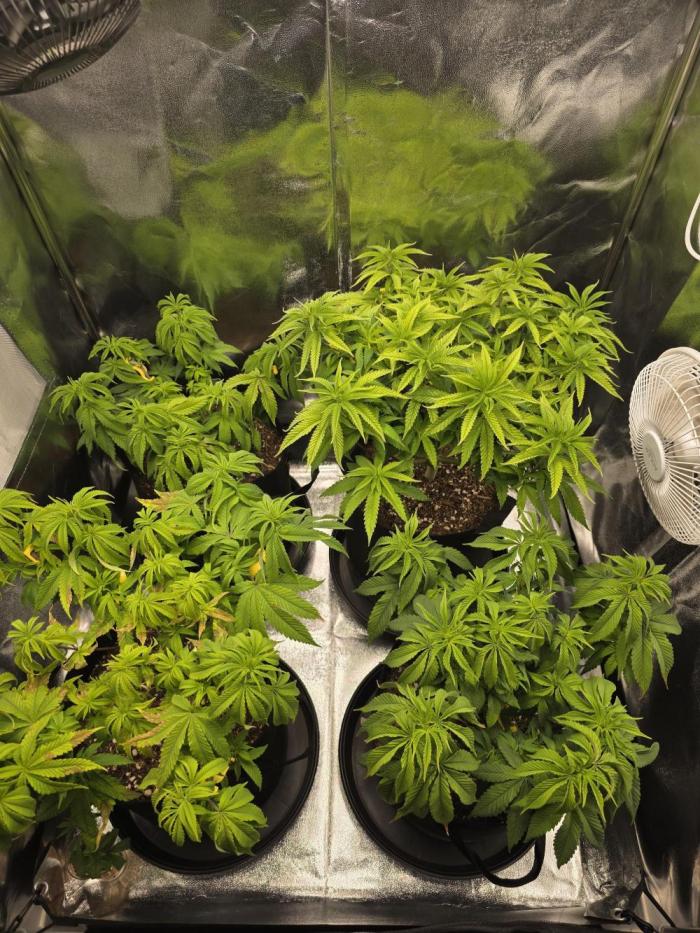 Moon Farms #4. Week 7 - Now the girls are alone in the the tent the other plants are now outdoor.