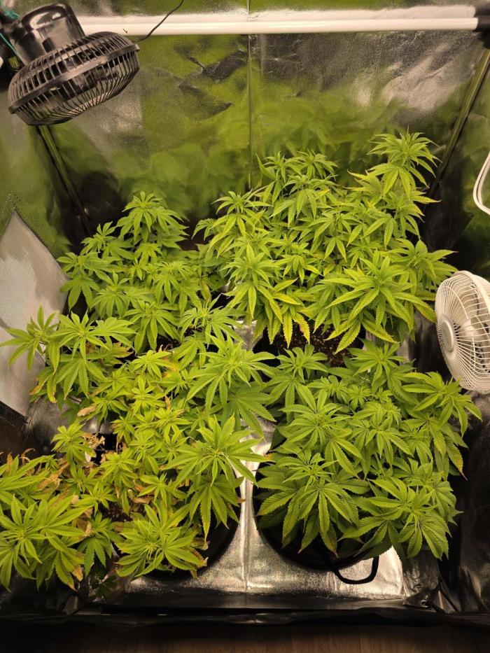 Moon Farms #4. Week 8