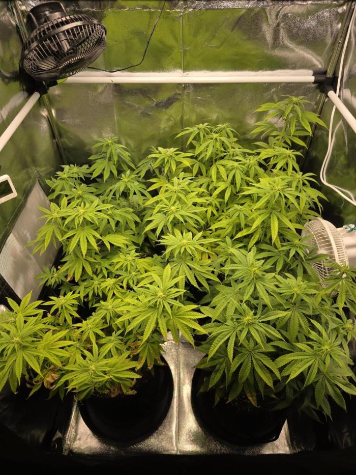 Moon Farms #4. Week 9