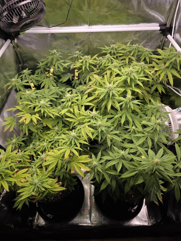 Moon Farms #4. Week 10