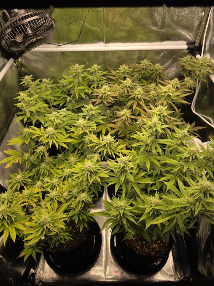 Moon Farms #4. Week 11