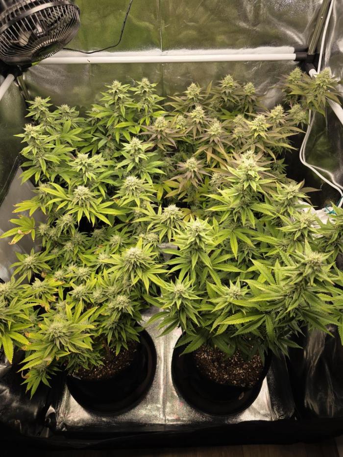 Moon Farms #4. Week 12