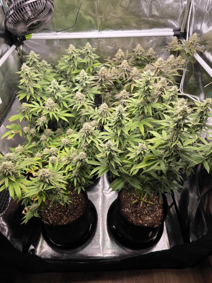 Moon Farms #4. Week 13
