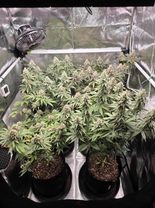 Moon Farms #4. Week 14