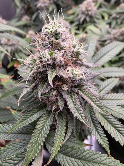 Moon Farms #4. Week 14 - King Cone