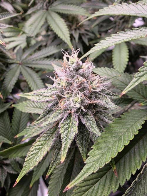 Moon Farms #4. Week 14 - RS11 x Banana OG #1