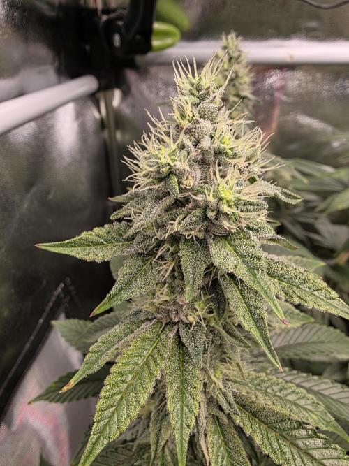 Moon Farms #4. Week 14 - RS11 x Banana OG #2