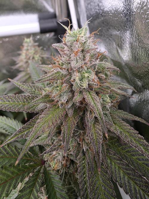 Moon Farms #4. Week 14 - Jelly Donutz