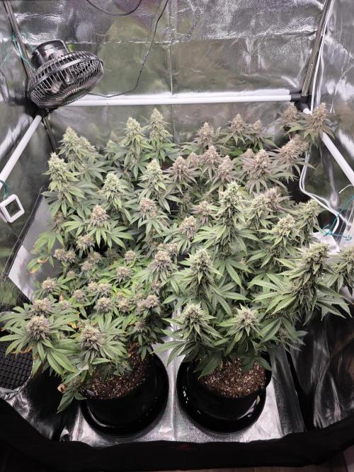 Moon Farms #4. Week 15 - they are looking great sadly not as much color as last time