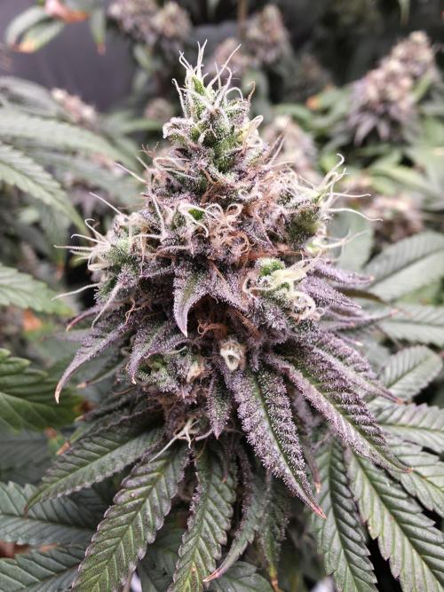 Moon Farms #4. Week 15 - King Cone she smells very sweat and has a bit of cream in the back