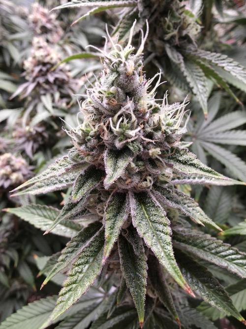Moon Farms #4. Week 15 - RS11 x Banana OG #1 I only get the RS11 and the OG no Banana