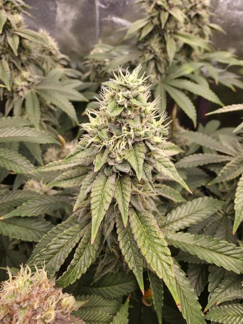 Moon Farms #4. Week 15 - RS11 x Banana OG #2 I only get the RS11 and OG no Banana