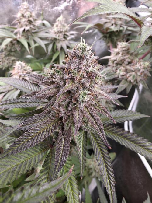 Moon Farms #4. Week 15 - Jelly Donutz #2 she smells more creamy and a bit sweat in the back