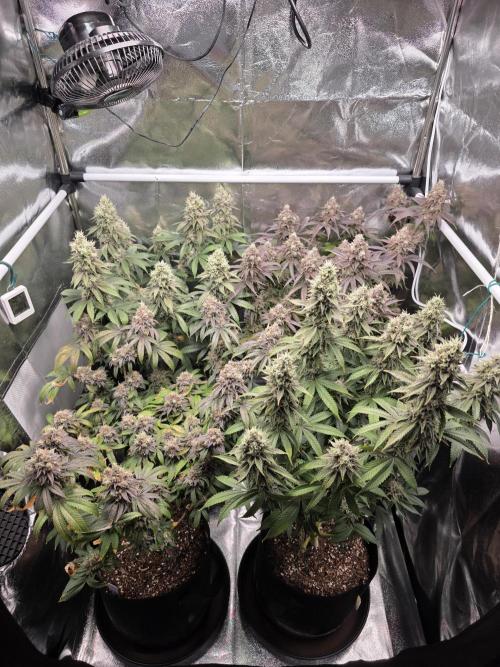 Moon Farms #4. Week 16