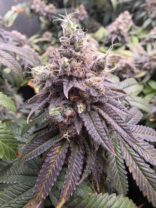Moon Farms #4. Week 16 - King Cone - she startet realy purpleing