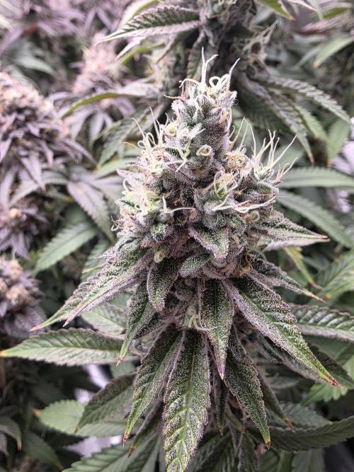 Moon Farms #4. Week 16 - RS11 x Banana OG #1- she also got a bit more color and the buds are still growing bigger