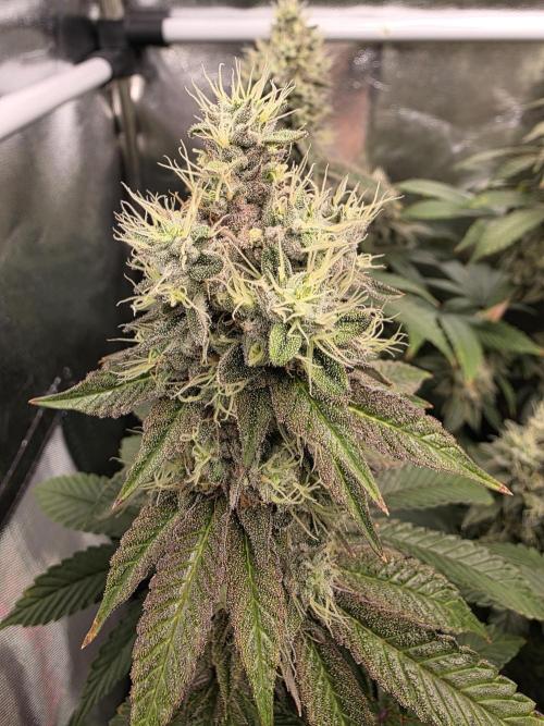 Moon Farms #4. Week 16 - RS11 x Banana OG #2- she also startet to get more colorful and the buds are also still growing