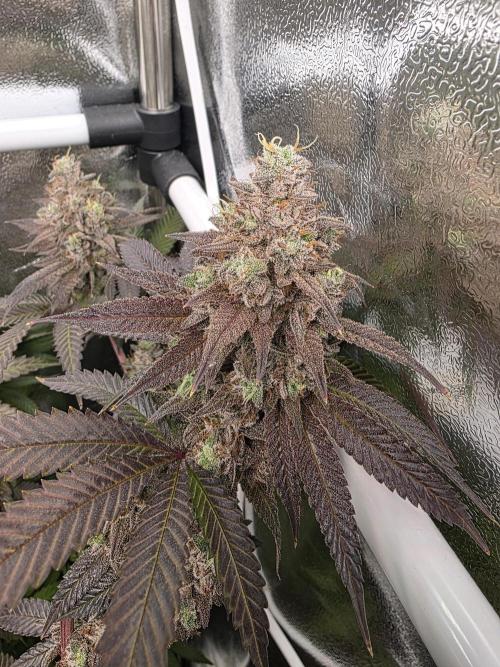 Moon Farms #4. Week 16 - Jelly Donutz - I think she is already finished but the other plants nieder a bit more time