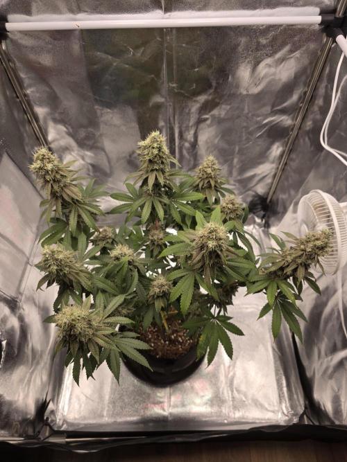 Moon Farms #4. Week 17 - RS11 x Banana OG #2