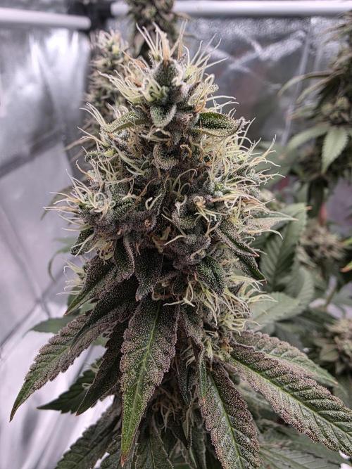 Moon Farms #4. Week 17 - RS11 x Banana OG #2