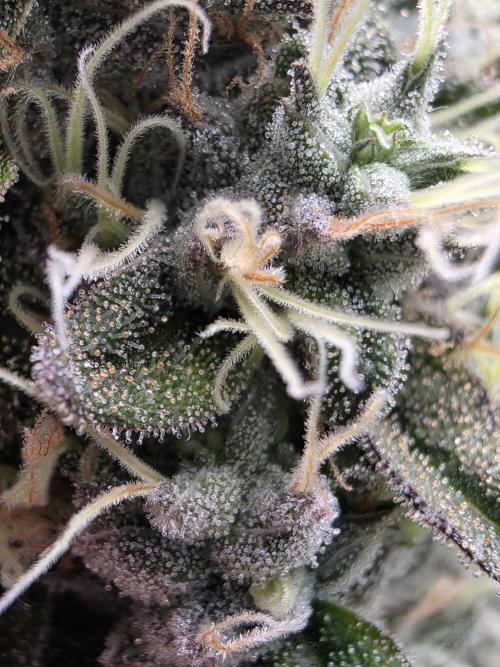 Moon Farms #4. Week 17 - RS11 x Banana OG #2 