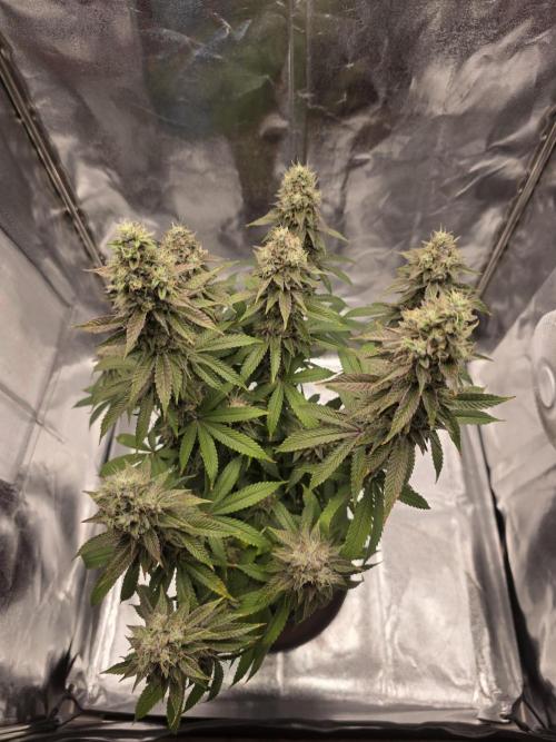 Moon Farms #4. Week 17 - RS11 x Banana OG #1