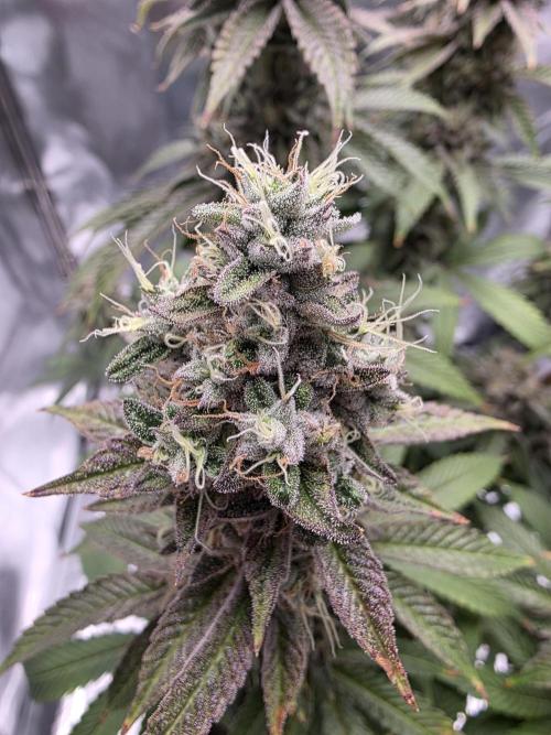 Moon Farms #4. Week 17 - RS11 x Banana OG #1