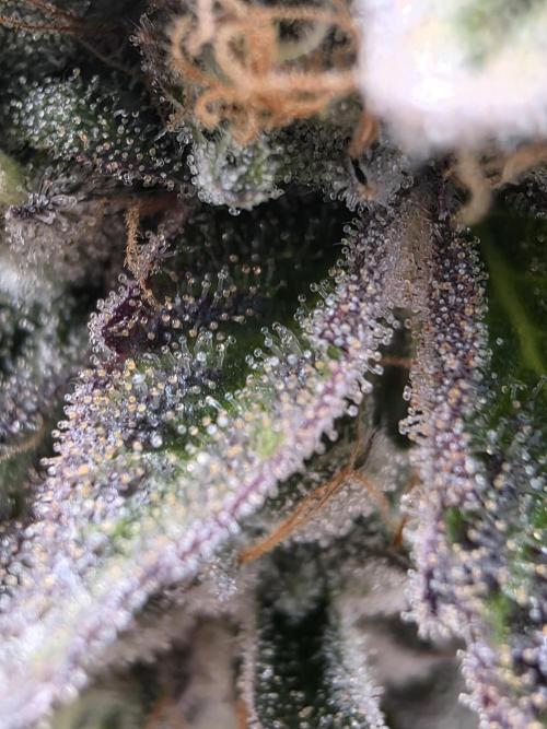 Moon Farms #4. Week 17 - RS11 x Banana OG #1
