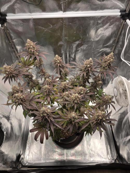 Moon Farms #4. Week 17