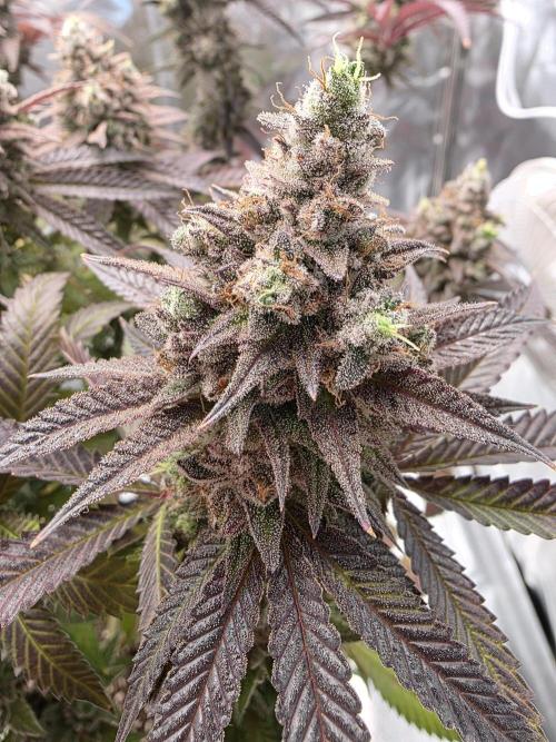 Moon Farms #4. Week 17
