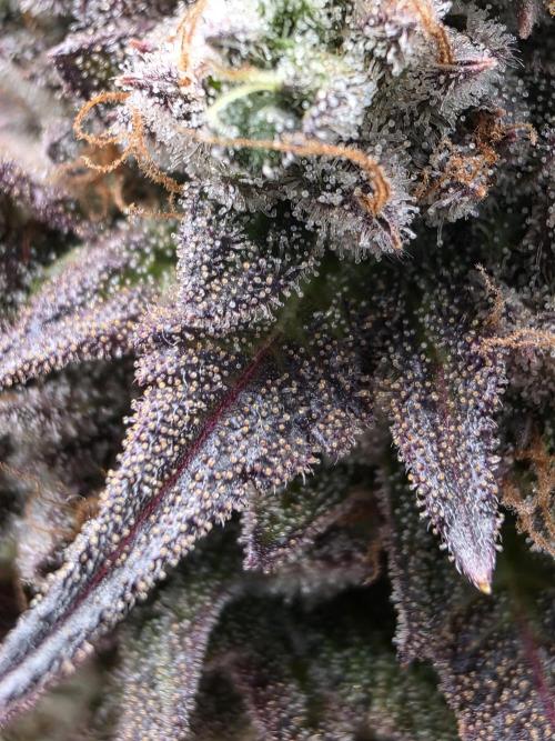 Moon Farms #4. Week 17