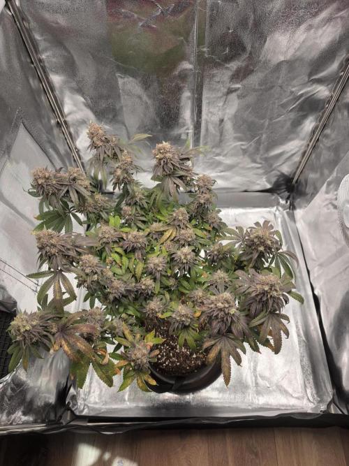 Moon Farms #4. Week 17