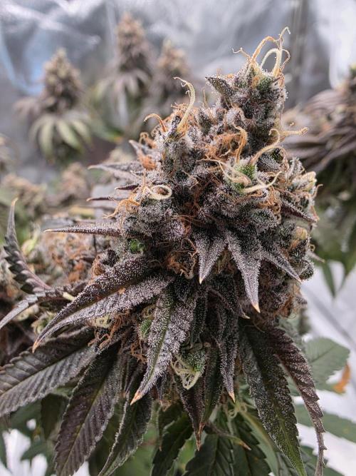 Moon Farms #4. Week 17