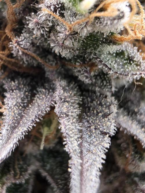 Moon Farms #4. Week 17