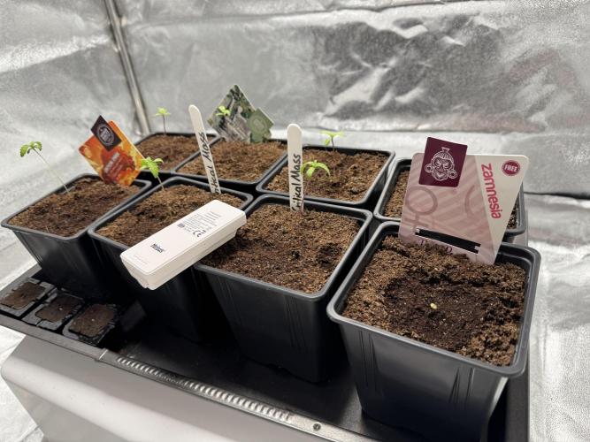 Motherplant Selection Run (New Room). Week 1