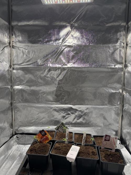 Motherplant Selection Run (New Room). Week 1