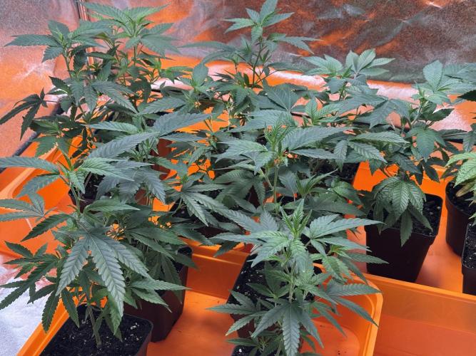 First Run in a "real" Grow Room (ish). Week 2