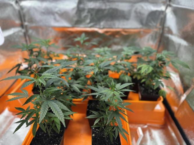 First Run in a "real" Grow Room (ish). Week 2