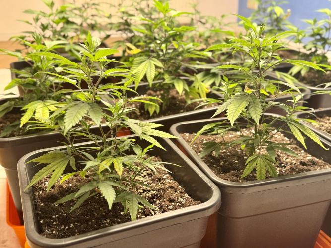 First Run in a "real" Grow Room (ish). Week 3