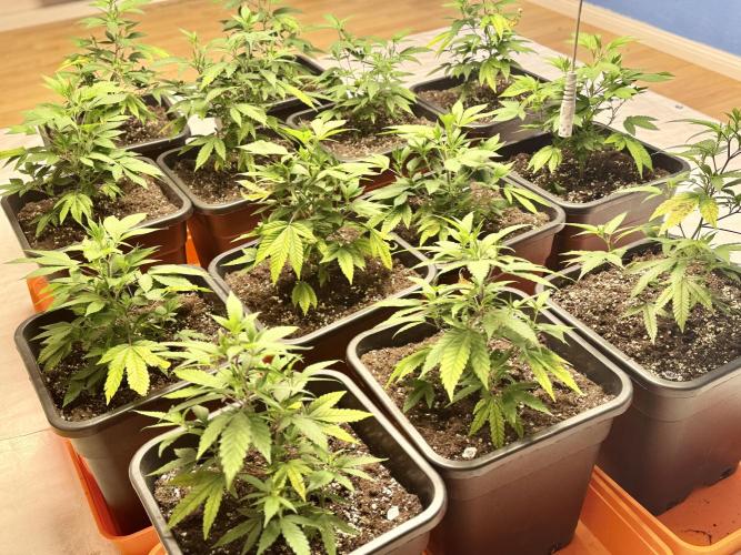 First Run in a "real" Grow Room (ish). Week 3