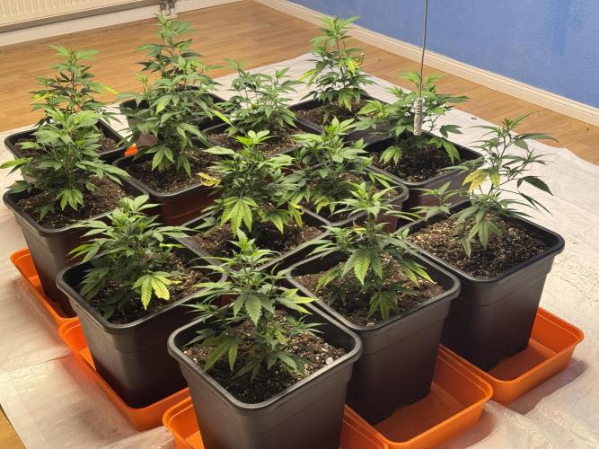 First Run in a "real" Grow Room (ish). Week 3